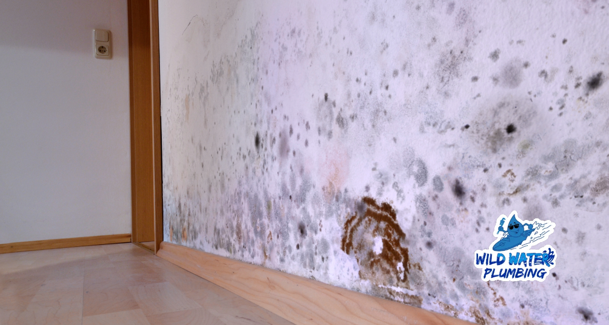 Moldy Basement Smells in Coastal Carolina: A Plumber’s Perspective